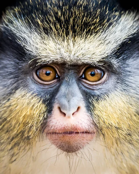 Guenon de lobo II — Fotografia de Stock