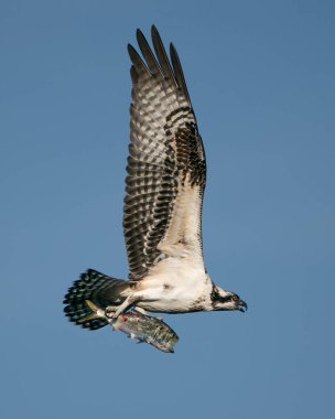 Osprey Catch II