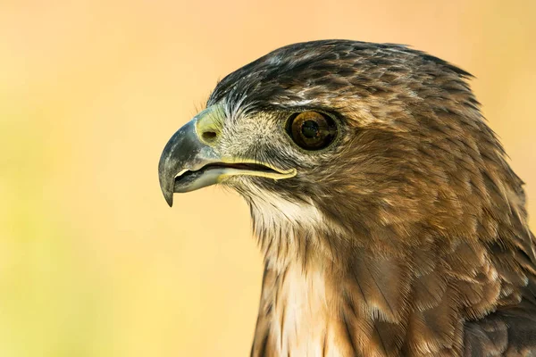 Rode tailed hawk — Stockfoto