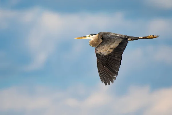 Velká modrá volavka v letu Ii — Stock fotografie