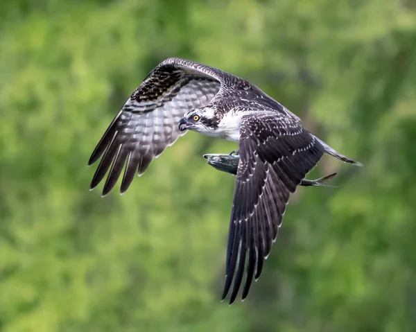 Fischadler im Flug mit Fang xvii — Stockfoto