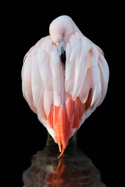 Chilenischer Flamingo — Stockfoto