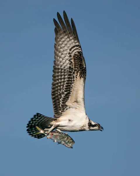 Osprey vangst Ii — Stockfoto