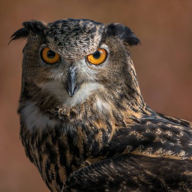 Avrasya kartal baykuş IV