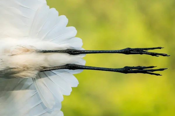 Great Egret Closeup — Stock Photo, Image