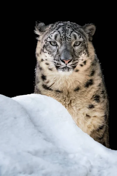 Banho de sol Snow Leopard — Fotografia de Stock