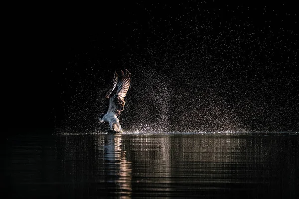 Osprey opstijgen Ix — Stockfoto