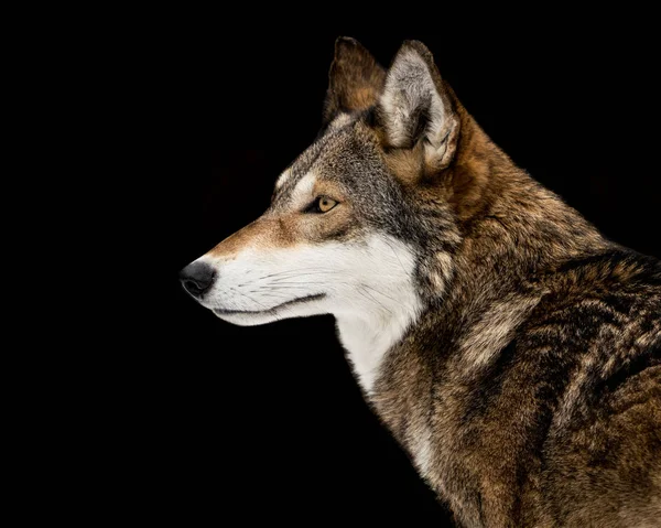 红狼 — 图库照片