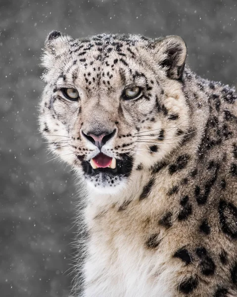 Leopardo de la nieve en la tormenta de nieve VI — Foto de Stock