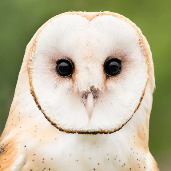 Barn Owl — Stock Photo, Image