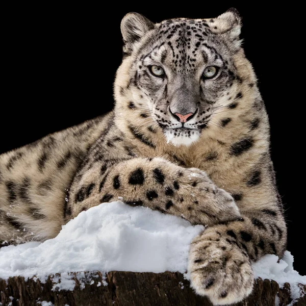 Banho de sol Snow Leopard IV — Fotografia de Stock