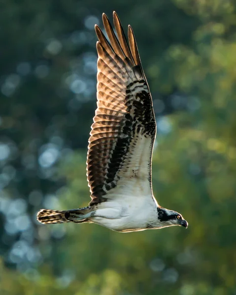 Fiskgjuse flyg Iv — Stockfoto