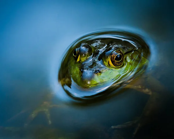 Curious Bullfrog Stock Picture