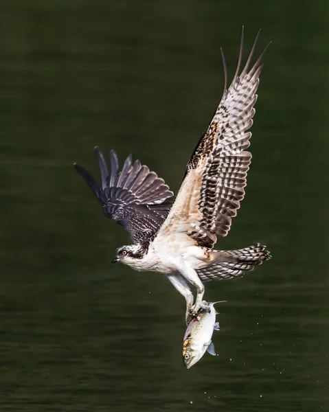 Osprey en vuelo con captura XXII — Foto de Stock