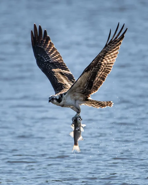 Visarend in vlucht met vangst Xxvii — Stockfoto