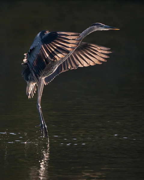 Blauwe reiger in vlucht Ix — Stockfoto