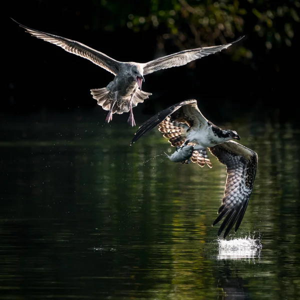 Osprey vs martı III — Stok fotoğraf