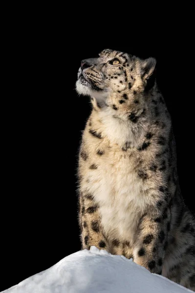 Sunbathing Snow Leopard V — Stock Photo, Image