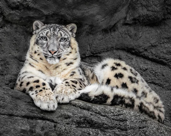 Ruhender Schneeleopard — Stockfoto