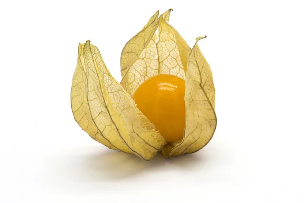 Jeden owoc Pęcherzyca (Miechunka Peruwiańska) — Zdjęcie stockowe
