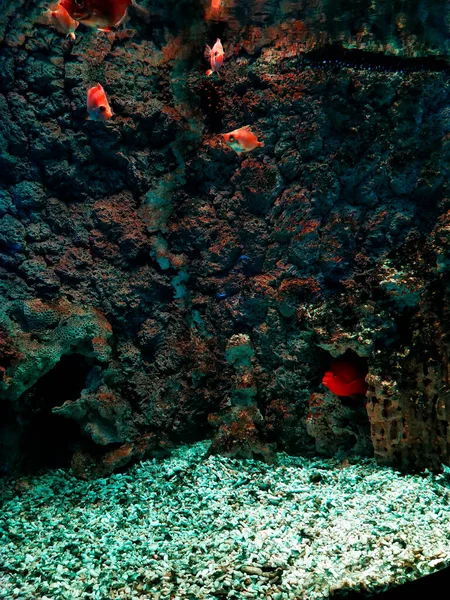 The zebra mbuna (Maylandia zebra) fish are swimming in the aquarium.