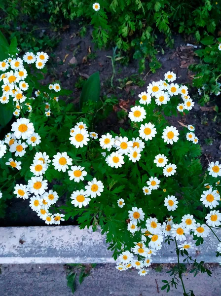 Çiçekli papatya çalısı. Camomile akıntıları. Harkiv, Ukrayna.