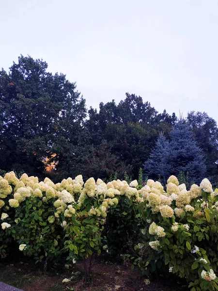 Central Park sokaklarında çiçek açan ortancalar. Moskova, Rusya. Ağustos 2019.