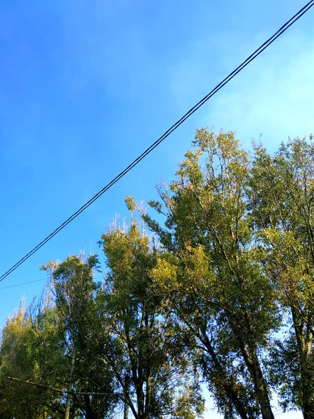 Kablolar ve ağaçlar mavi bir gökyüzüne karşı doğal çizgiler oluştururlar. Kharkiv, Ukrayna.