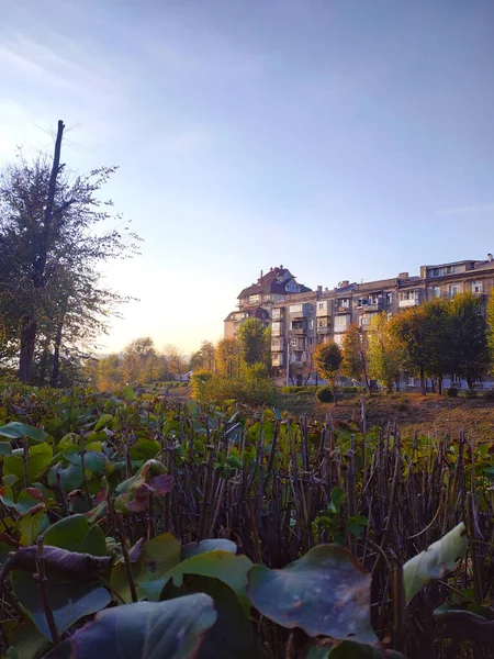 Yüksek bir binanın yakınındaki çimen gibi budanmış yeşil çalı. Kharkiv, Ukrayna. Sonbahar 2019.