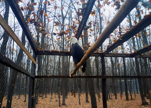 Kel kartal kafese kapatılmış, yüksek uçuşların hayalini kuruyor. Kharkiv, Ukrayna. Sonbahar 2019.