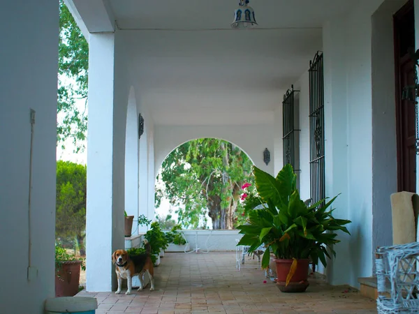 Genç köpek, av köpeği, güzel bir yaz gününde terasta yürüyor. Castilblanco de los Arroyos, Seville, İspanya. Yaz 2012.