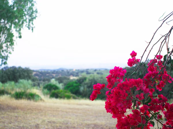 Castilblanco de los Arroyos 'un dağ bahçesindeki bougainvillea' nın çiçekli dalları günbatımı kırsalının arka planında. Seville, İspanya. Yaz 2012.