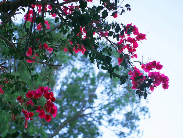 Castilblanco de los Arroyos dağ bahçesindeki çiçekli bougainvillea şubesi. Seville, İspanya. Yaz 2012