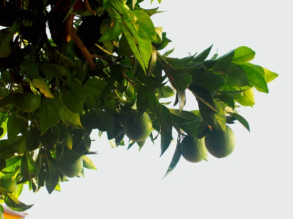 Limonlar, İspanya 'nın Sevilla bölgesindeki Castilblanco de los Arroyos kırsalının yeşillikleri arasında olgunlaşır. Yaz 2012.