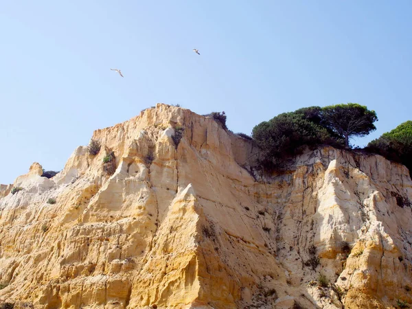 Martılar güneşli bir günde uçurumların üzerinde uçuyorlar. Mazagn plajı, Huelva, İspanya. Ağustos 2012 