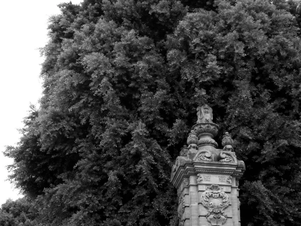 Columna Majestuosa Sobre Telón Fondo Árbol Siempreverde Blanco Negro Seville — Foto de Stock