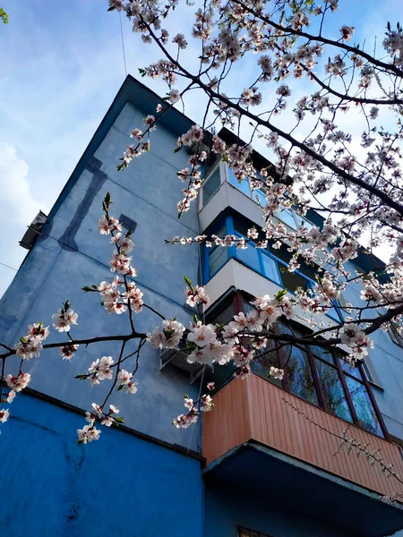 Nisan ayında çiçek açan kiraz dalları mavi evin arka planında. Zaporizhzhia, Ukrayna.