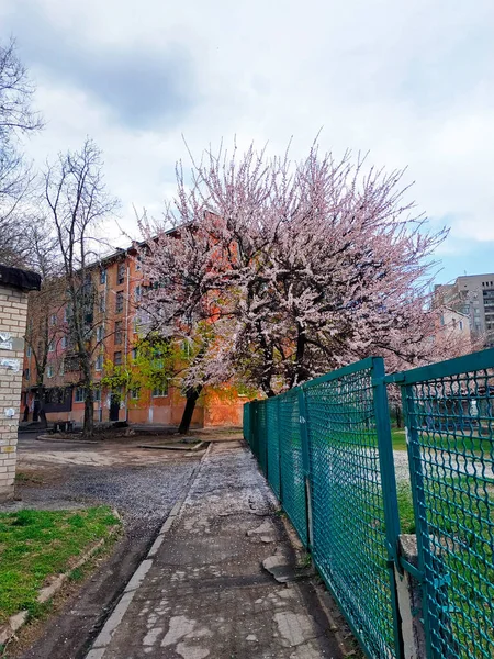 Yeşil çitin yanındaki bahçede çiçek açan kiraz ağacı. Zaporizhzhia, Ukrayna.