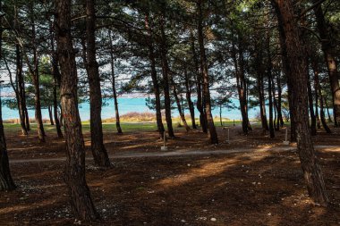 Deniz kenarına park et, tatil köyü Gelendzhik, koşmak için bir yer, yoga ve dinlenmek için. Karadeniz kıyısı