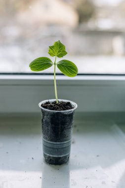 Plastik tencerelerde küçük fideler, hafif arka plan