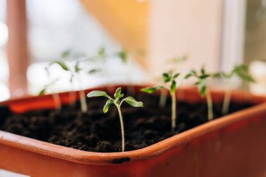 Tohumlar için plastik bir kabın içindeki bitki tohumları. Tohumlar toprağa ekilmek için hazırlandı. Domates ve biber tohumları yakın..