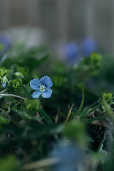 Small Spring Blue flower close up in garden, selective focus — Stock Photo, Image