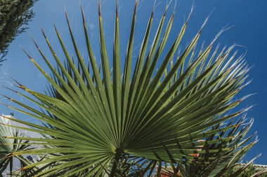 Büyük yuvarlak palmiye yeşili yaprak