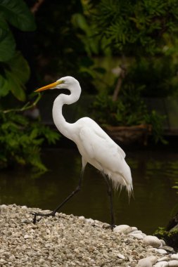 Bitkiler ve ağaçlarla dolu bir nehir kıyısında yürüyen beyaz zigot dikey fotoğrafı.