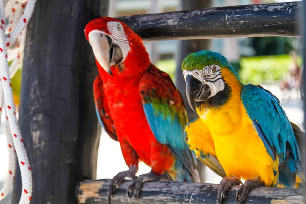 Dos Loros Color Unidos Una Barandilla Madera Con Una Cuerda —  Fotos de Stock