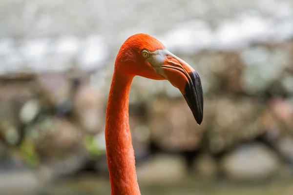 Pescoço Rosto Flamingo Fundo Fora Foco — Fotografia de Stock