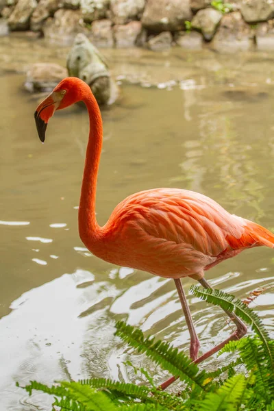 Foto Vertical Flamingo Entrando Água Lago Com Plantas Com Algumas — Fotografia de Stock
