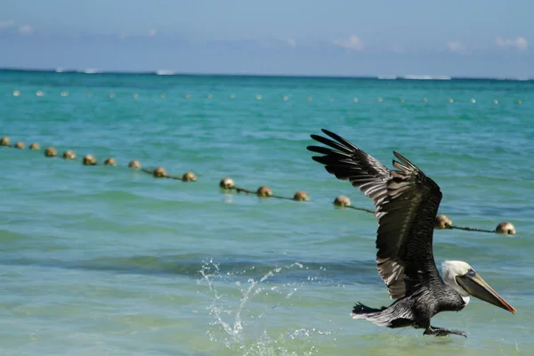 Пеликан Летящий Низко Над Морской Водой Несколькими Буями Дне — стоковое фото