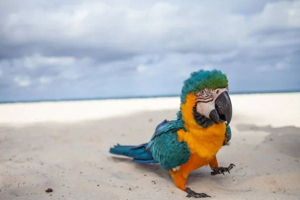 Жовтий Синій Папуга Йде Білому Піщаному Пляжі Морем Задньому Плані — стокове фото