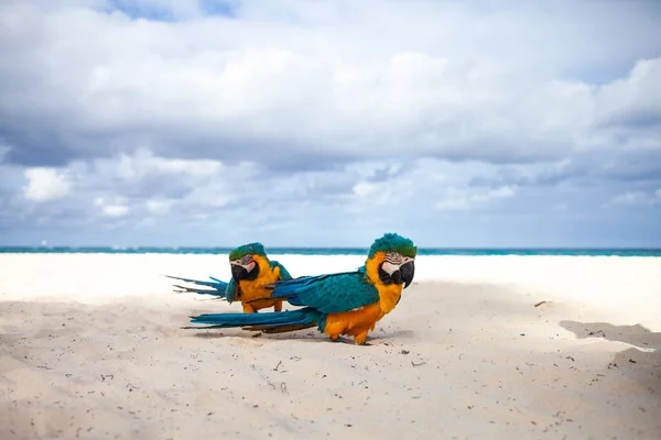 Два Желтых Синих Тропических Попугая Прогуливаются Белому Песчаному Пляжу Морем — стоковое фото